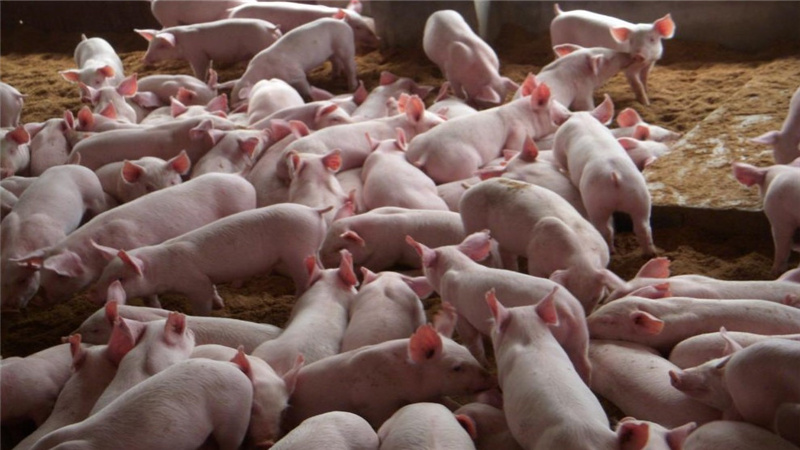全国非洲猪瘟防控专题巡回讲座在哈尔滨启动