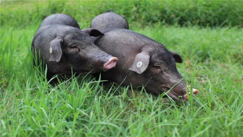 各省能繁母猪大数据分析，下半年生猪均价预计在30~40元/kg